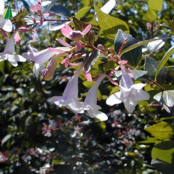ABELIA grandiflora Semperflorens