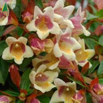 ABELIA grandiflora 'Sunny Charm' ®  Cont.2/2.5 L 