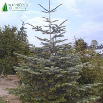 ABIES nordmanniana