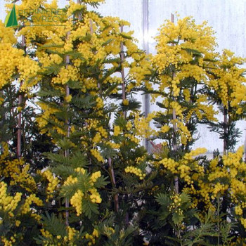 ACACIA dealbata Gaulois Astier