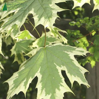 ACER platanoides Drummondii