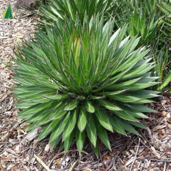 AGAVE filifera