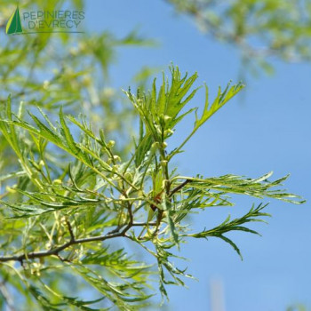 ALNUS glutinosa Imperialis
