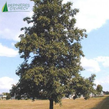 ALNUS cordata