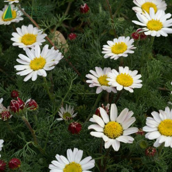 ANACYCLUS depressus