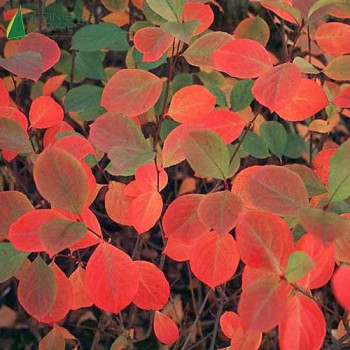 ARONIA melanocarpa Autumn Magic
