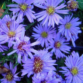 ASTER dum. Lady in blue