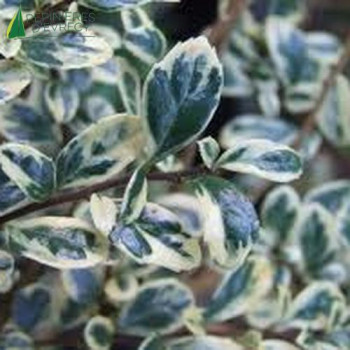 AZARA microphylla Variegata