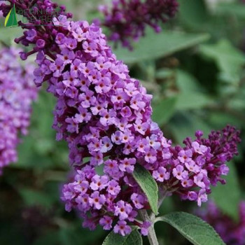 BUDDLEJA davidii Flutterby lavender 40/60 Cont.3/4 L 