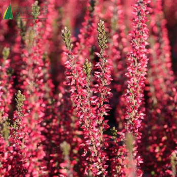 CALLUNA vulgaris Rouge