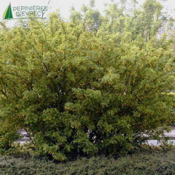 CARAGANA arborescens 100/125 Cont.15/20 L 