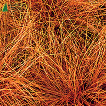 CAREX comans Bronze perfection