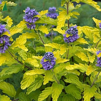 CARYOPTERIS clandonensis Hint of Gold ®  Cont.2/2.5 L 