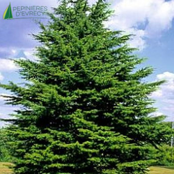 CEDRUS libani Subsp. atlantica