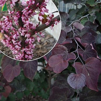 CERCIS canadensis Forest pansy 60/80 Cont.5/7.5 L 