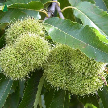 CASTANEA sativa Dorée de lyon