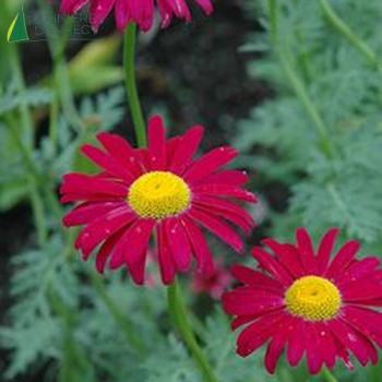 CHRYSANTHE coccine Robinson s red