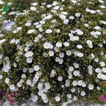 CISTUS x corbariensis  Cont.2/2.5 L 