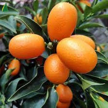 CITRUS kumquat Nagami