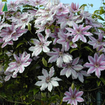 CLEMATIS Nelly Moser