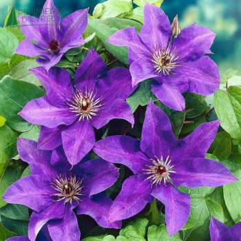 CLEMATIS The President