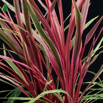 CORDYLINE australis Can Can ®