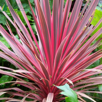 CORDYLINE australis Charlie Boy ®