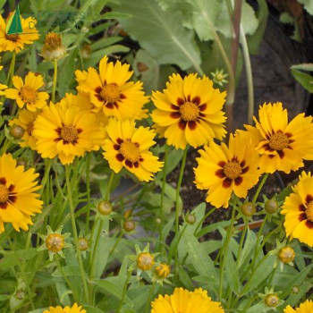 COREOPSIS lanceolata