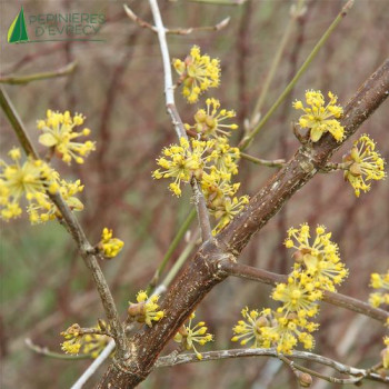 CORNUS mas