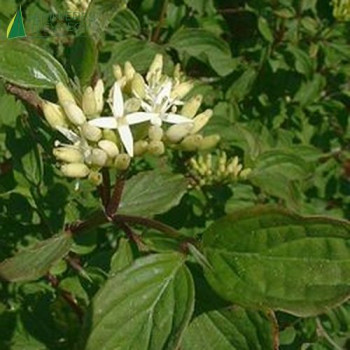 CORNUS sanguinea