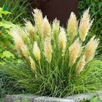 CORTADERIA selloana Tiny Pampa