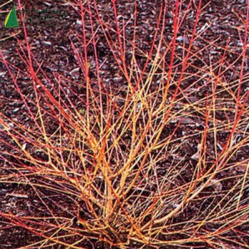 CORNUS sanguinea Winter beauty