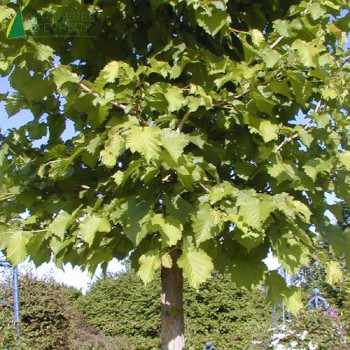 CORYLUS colurna