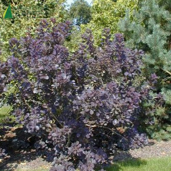 COTINUS coggygria Royal purple 60/80 Cont.5/7.5 L 