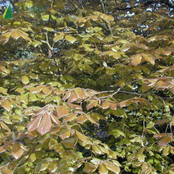 FAGUS sylvatica Atropunicea (=Atropurpurea)