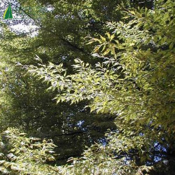 FAGUS sylvatica Aspleniifolia