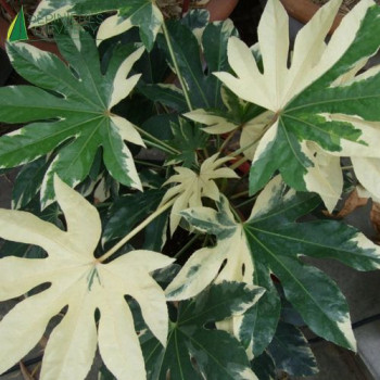 FATSIA japonica Variegata