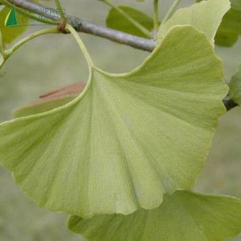 GINKGO biloba Troll