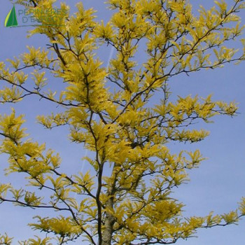 GLEDITSIA triacanthos Sunburst