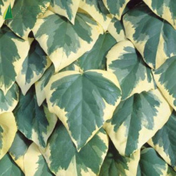 HEDERA colchica Dentata variegata