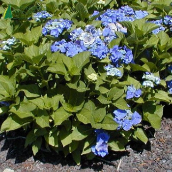 HYDRANGEA macrophylla Blaumeise