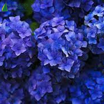 HYDRANGEA macrophylla Mathilde gudge