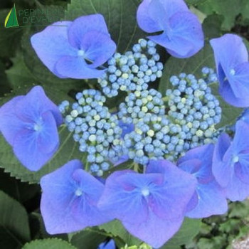 HYDRANGEA macrophylla Teller blue
