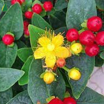 HYPERICUM miracle Attraction 40/60 Cont.5/7.5 L 