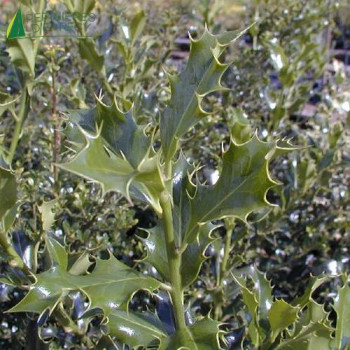ILEX aquifolium Alaska 50/60 Cont.3/4 L 