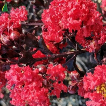 LAGERSTROEMIA indica Red Hot 30/40 Cont.2/2.5 L 