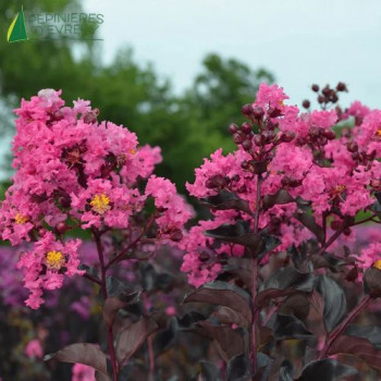 LAGERSTROEMIA indica Shell Pink
