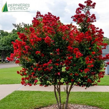 LAGERSTROEMIA indica Dynamite 100/125 Cont.10/12 L 