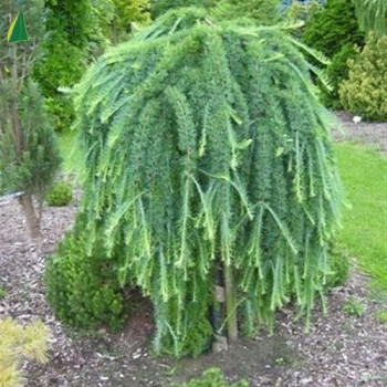 LARIX kaempferi stiff weeper