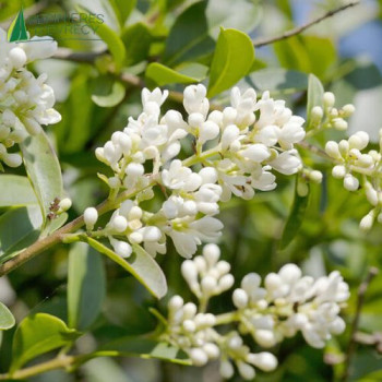 LIGUSTRUM vulgare